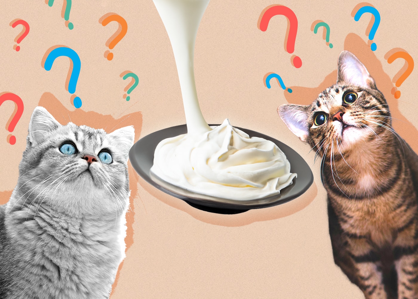 Can Cats Eat Whipped Cream? Vet-Reviewed Nutrition Facts & Faq | Hepper