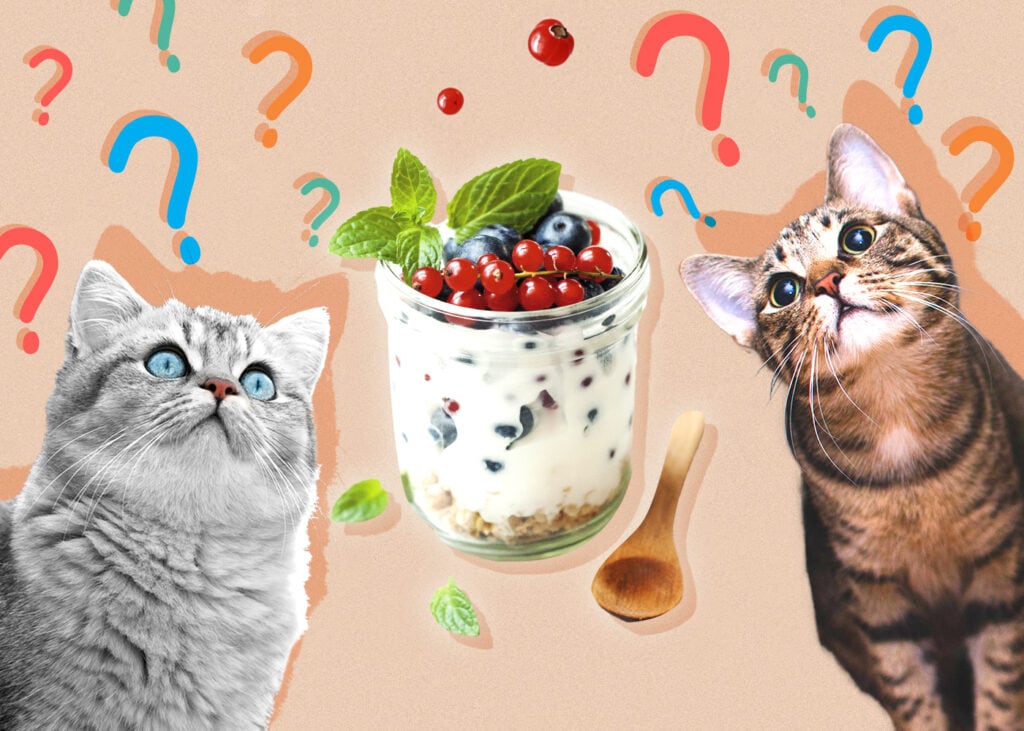 Can Cat Eat Yogurt
