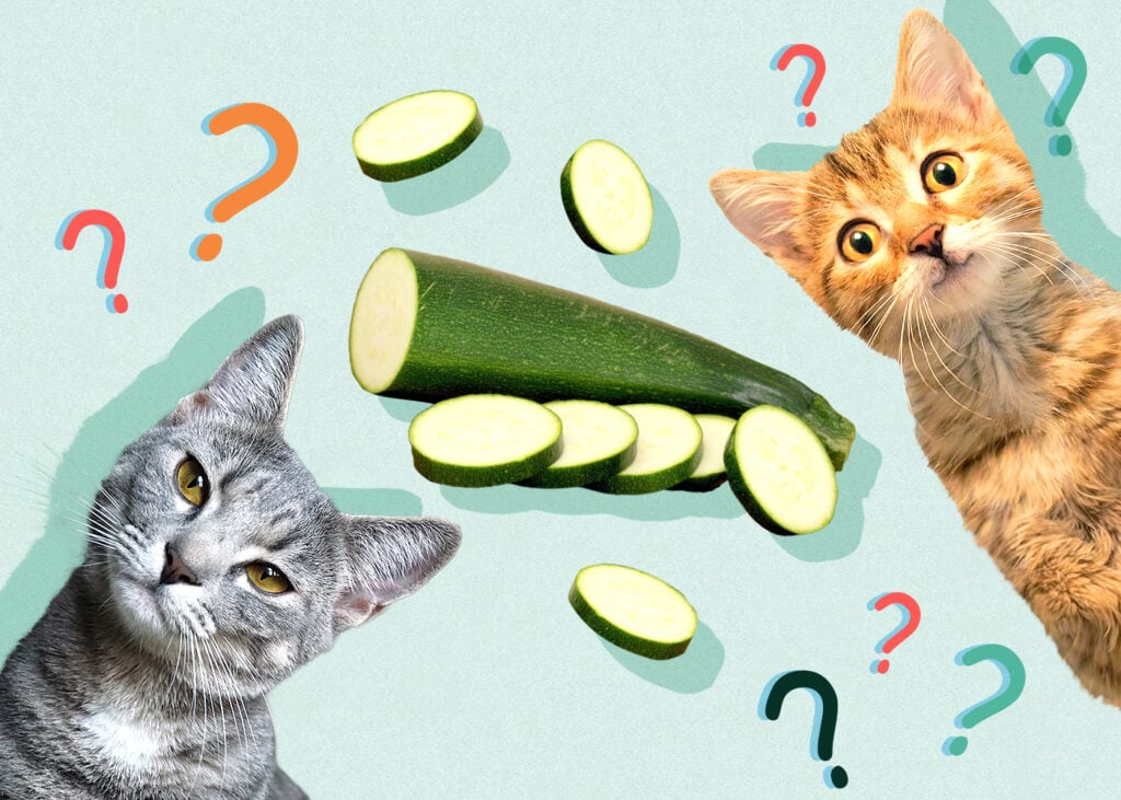 Can Cat Eat zucchini