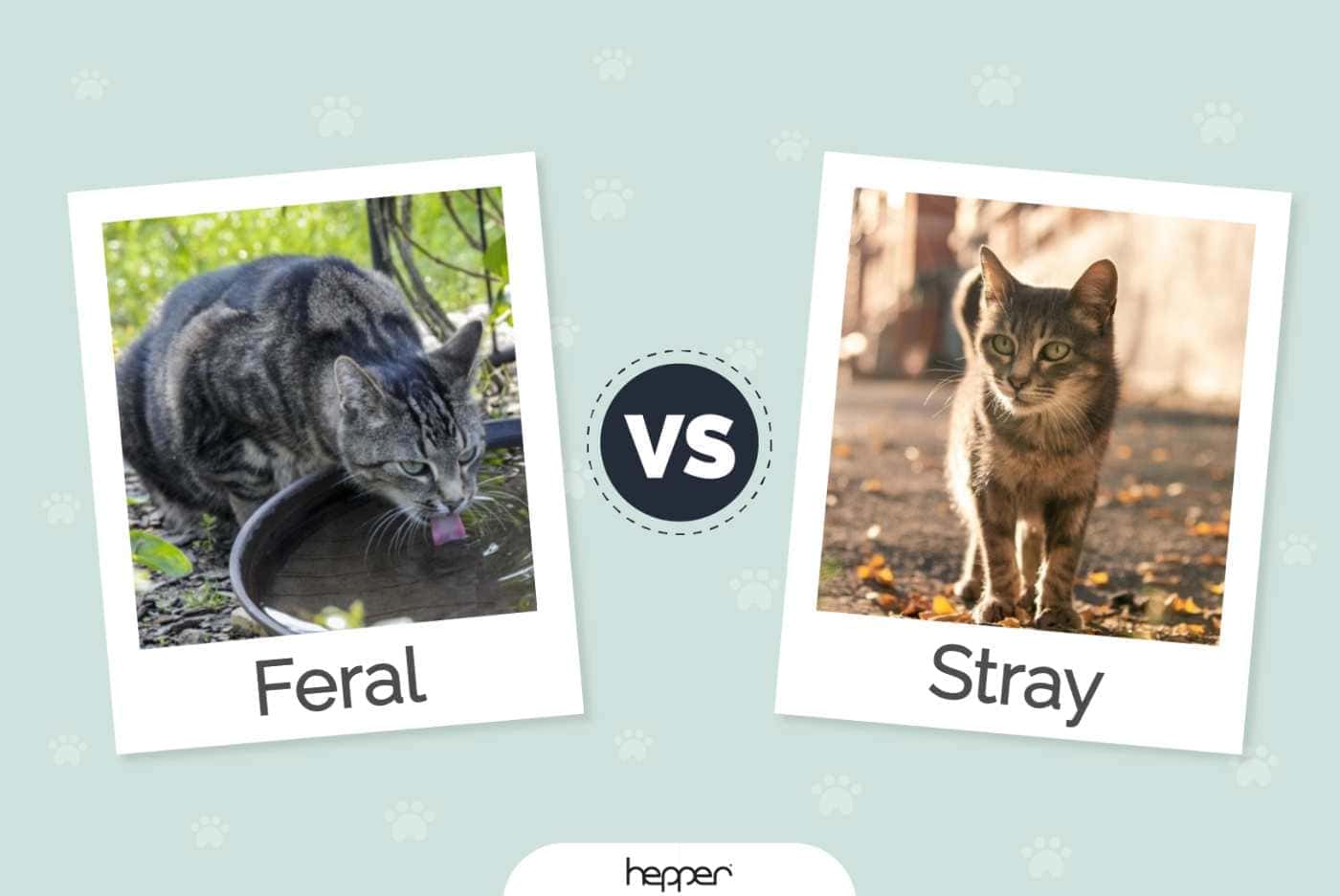 chat féral vs chat errant