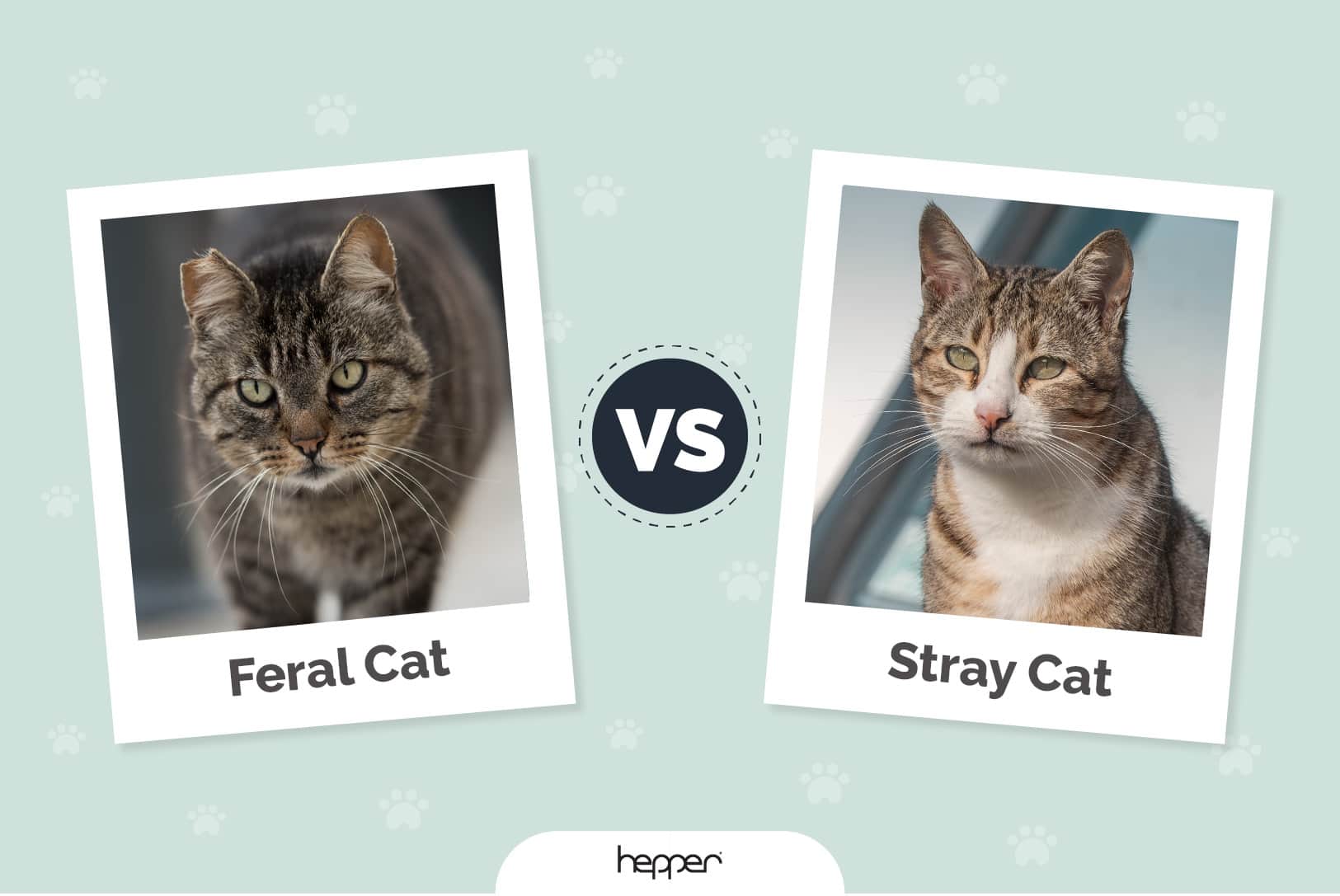 Feral Cat vs Stray Cat