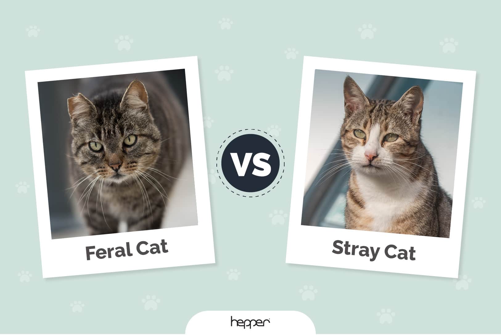 Feral Cat vs Stray Cat Key Differences Explained Hepper