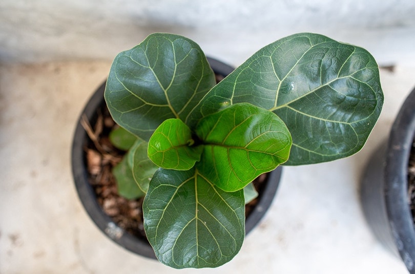 Fiddle Leaf Figs