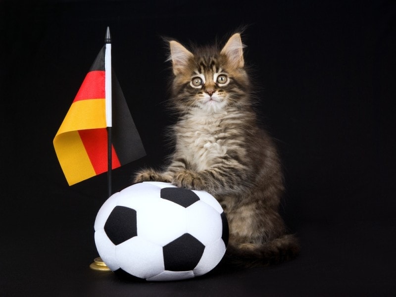 German cat with flag and soccer ball