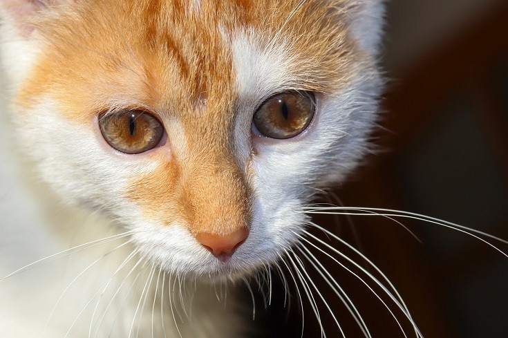 Cat with Hazel eyes
