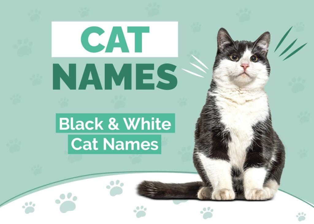Black & White Cat Names