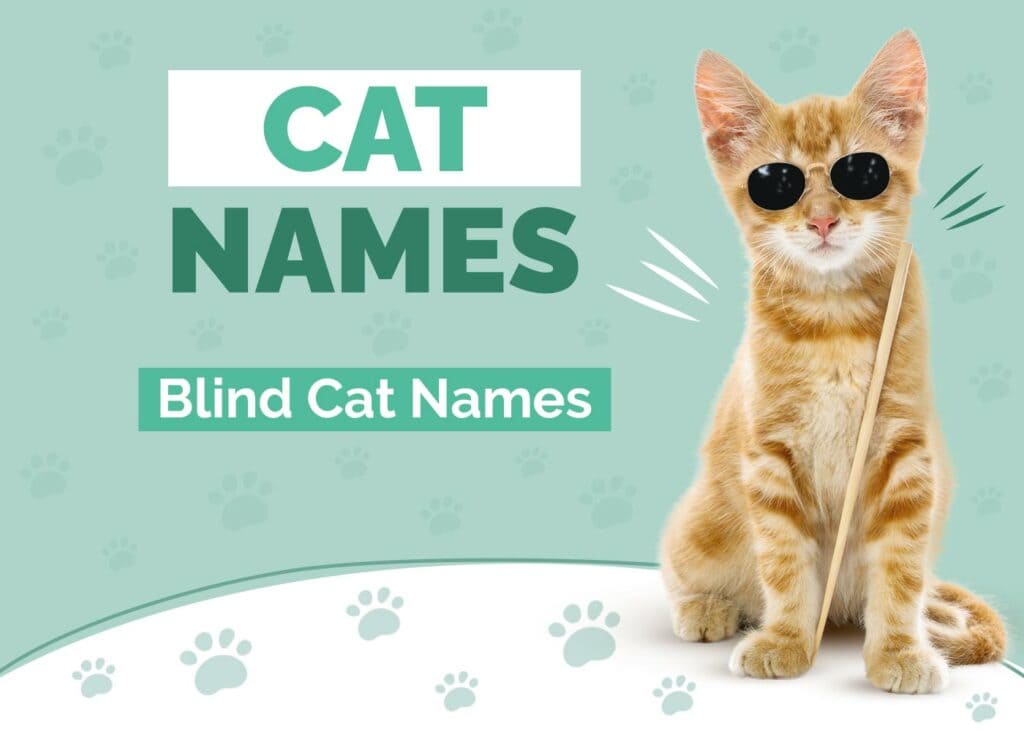 Blind Cat Names