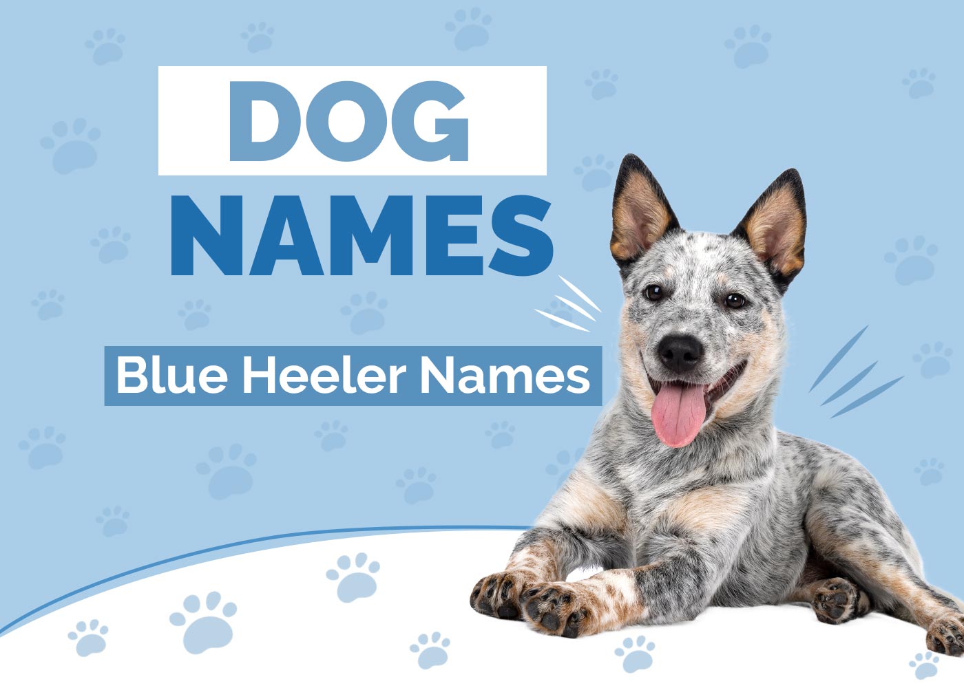 215+ Blue Heeler Dog Names Ideas for Australian Herding Dogs Hepper