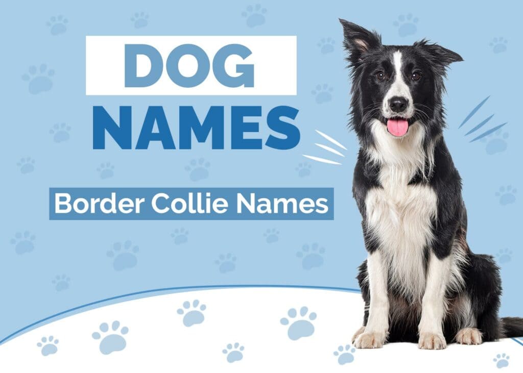 Border Collie Names