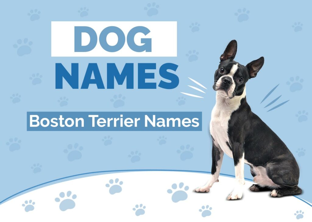 Boston Terrier Dog Names