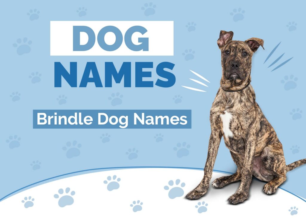 Brindle Dog Names