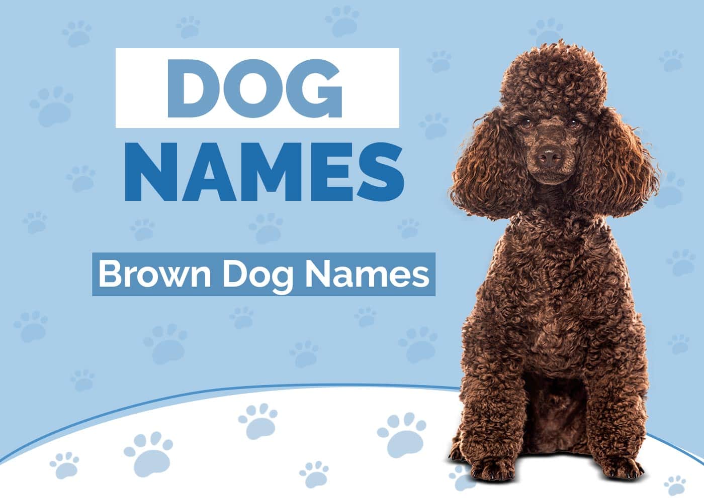 100 Brown Dog Names Ideas For Sweet Lovable Dogs Hepper 100 Brown Dog Names Ideas For Sweet Lovable Dogs Hepper