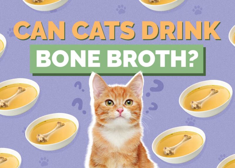 Hepper_Can Cats Drink_Bone Broth