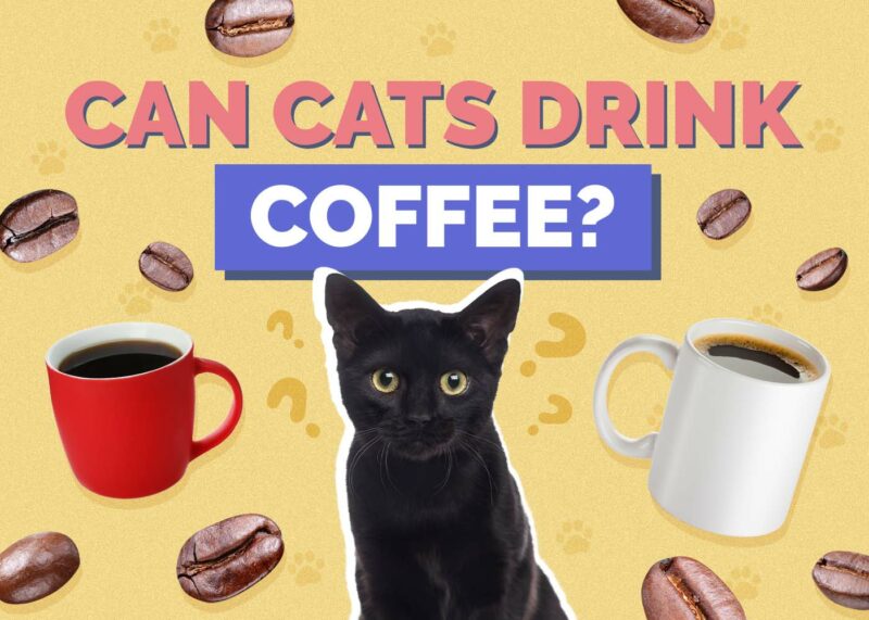 Hepper_Can Cats Drink_Coffee