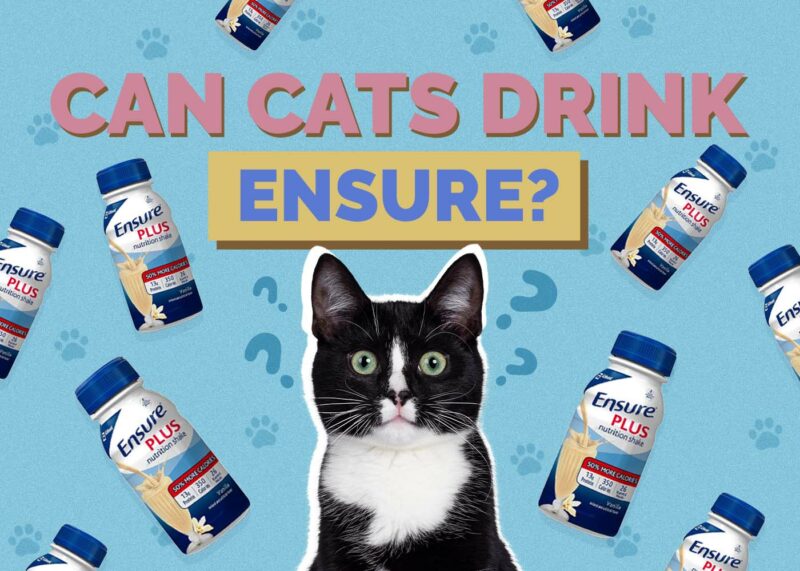 Hepper_Can Cats Drink_Ensure