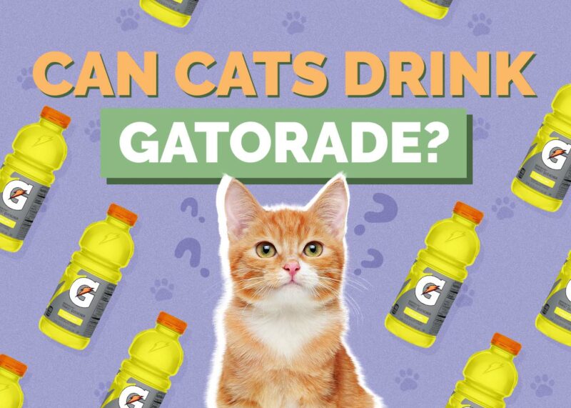 Hepper_Can Cats Drink_Gatorade