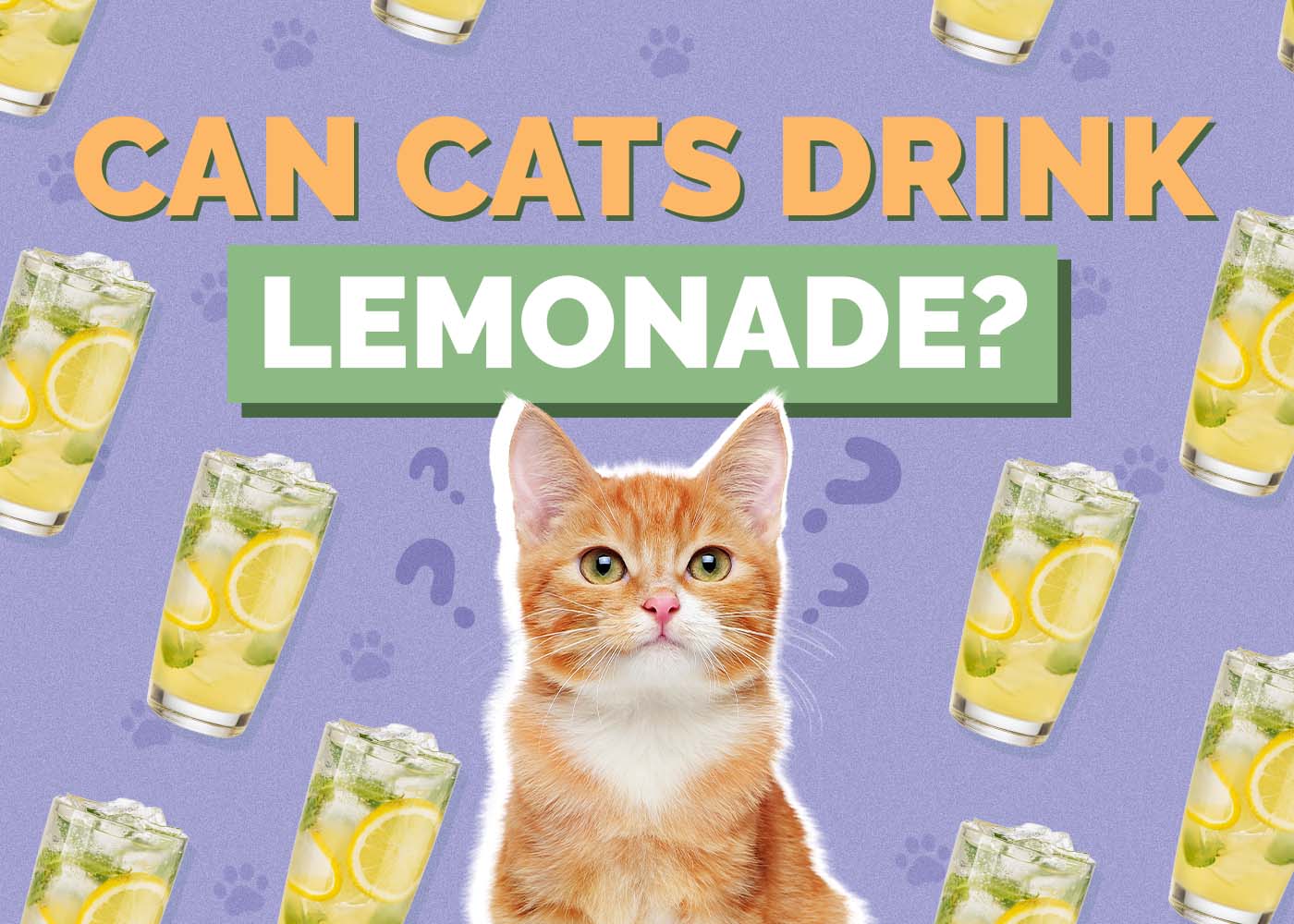 Hepper_Can Cats Drink_Lemonade