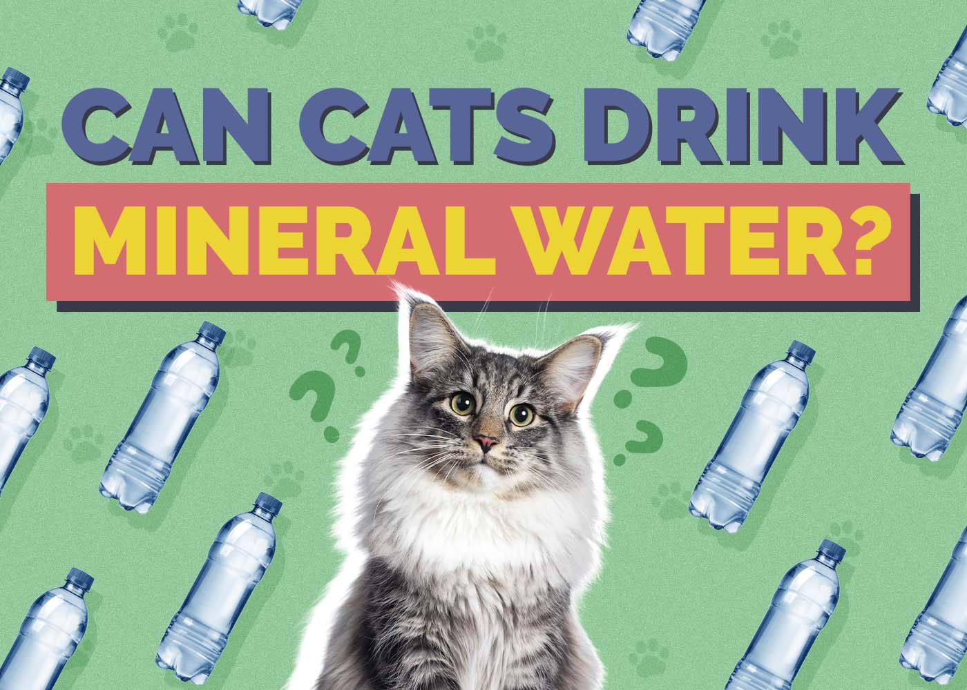 Hepper_Can Cats Drink_Mineral Water
