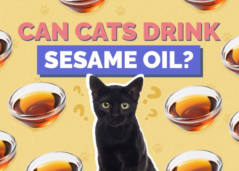 Hepper_Can Cats Drink_Sesame Oil