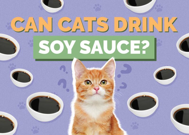 Hepper_Can Cats Drink_Soy Sauce