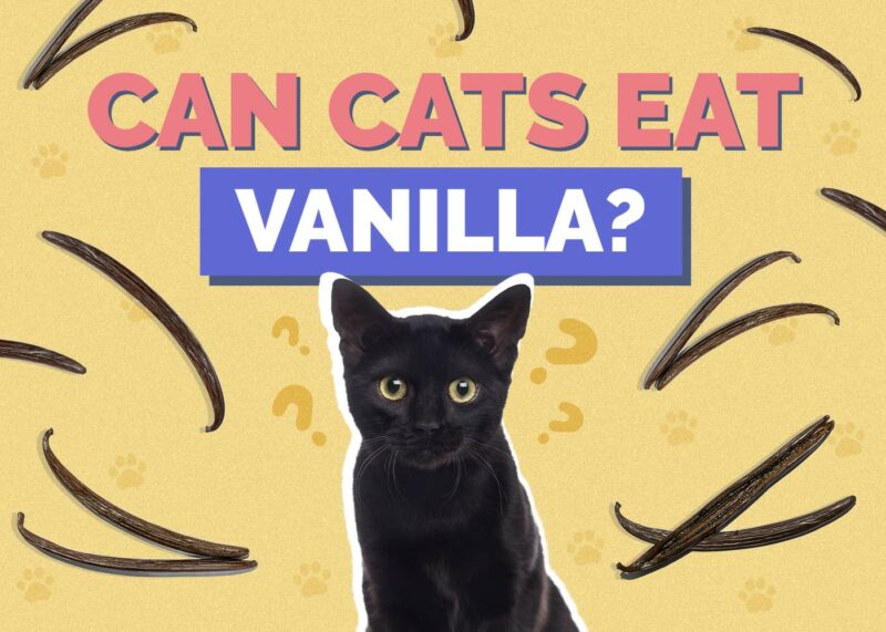 Hepper_Can Cats Eat_Vanilla