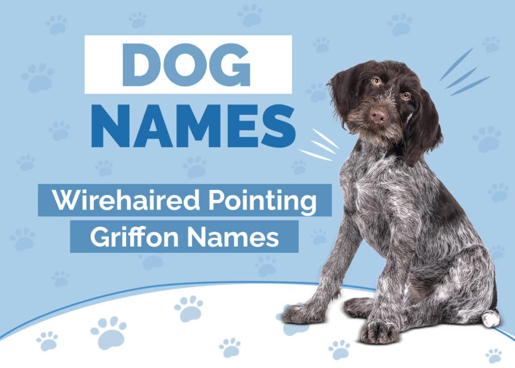Amazing Names for Wirehaired Pointing Griffons