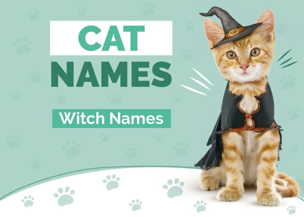Witch Cat Names