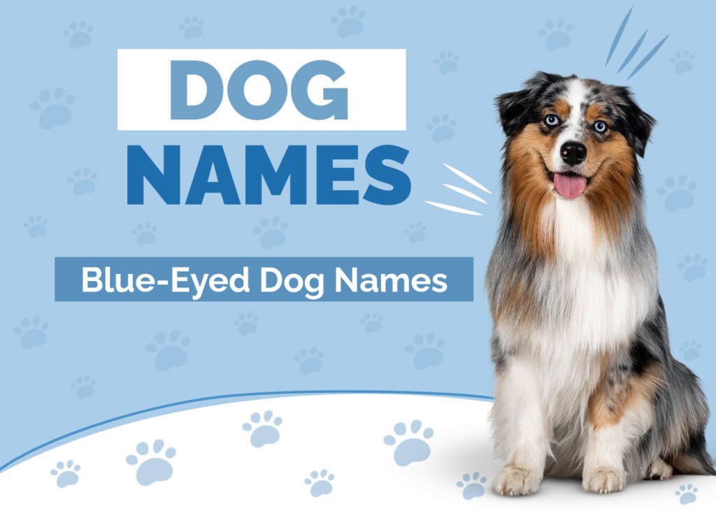 Names for Dogs With Blue Eyes