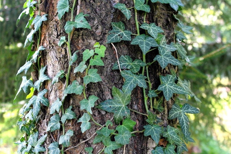 Ivy plant