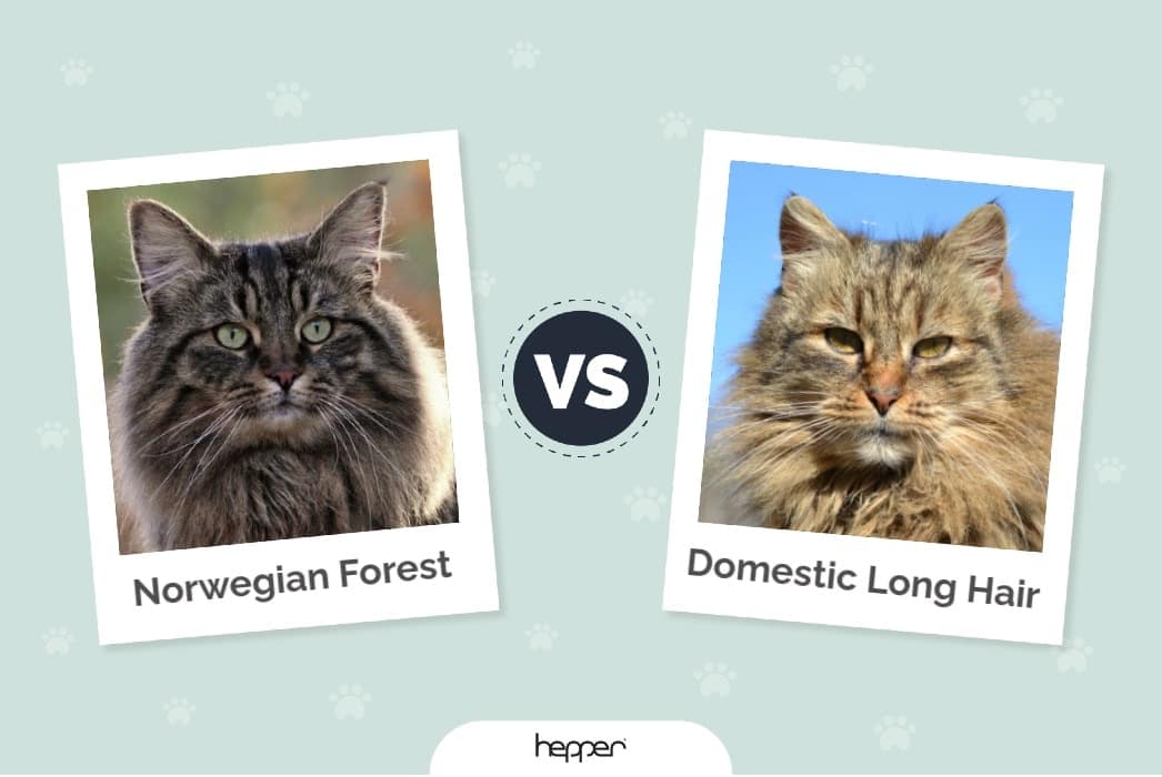 Norwegian Forest Cat vs. Domestic Long Hair ft img