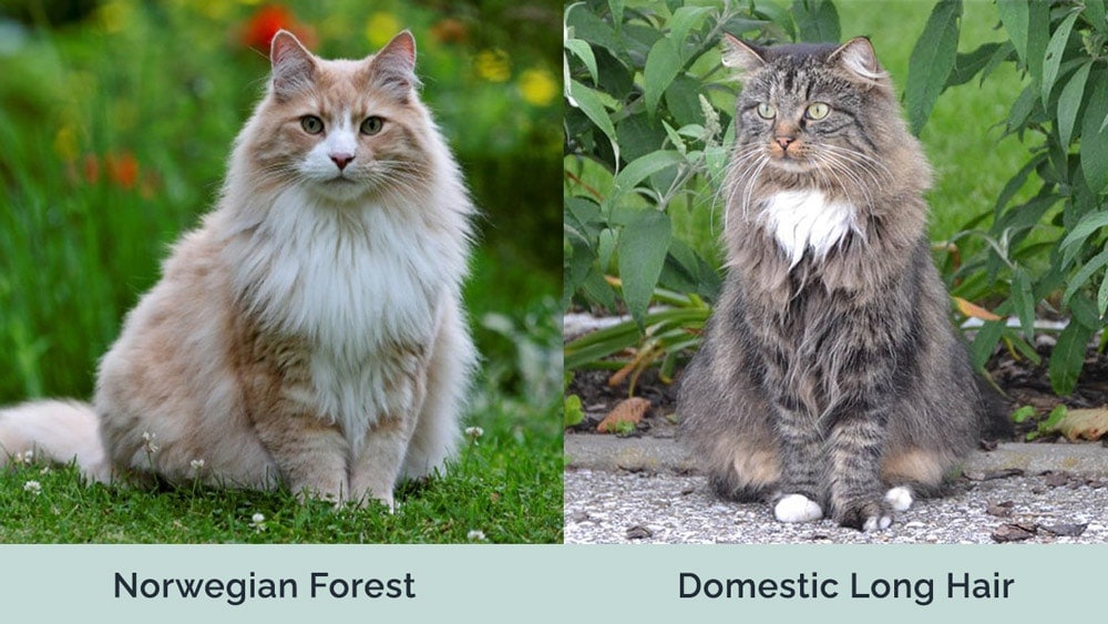 Norwegian Forest Cat vs Domestic Long Hair: What's the Difference? | Hepper