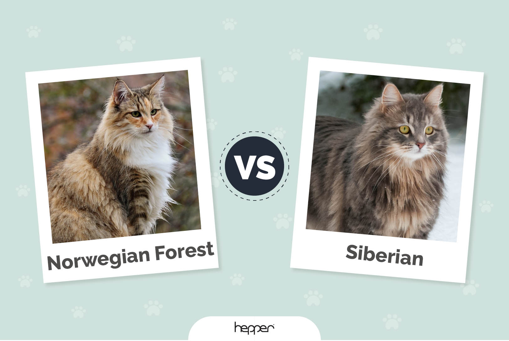 Norwegian Forest vs Siberian Header Hepper