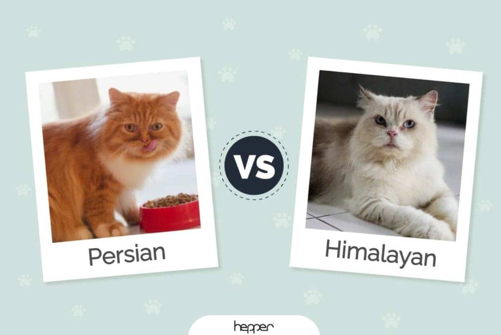 Persian Cat vs Himalayan Cat