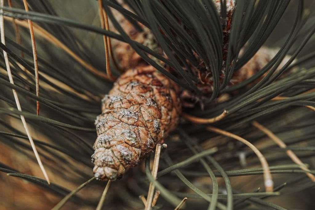 Pine Needle