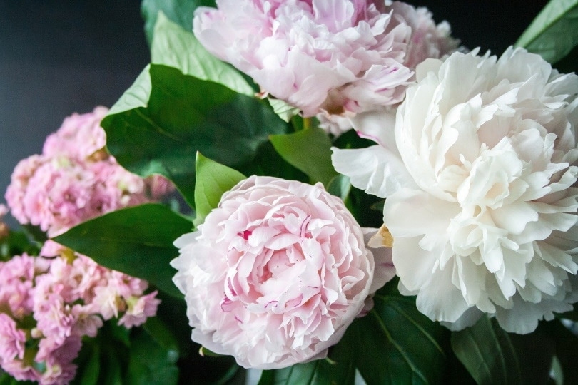 Are Peonies Poisonous to Cats? Keeping Your Cat Safe - My Pets Routine