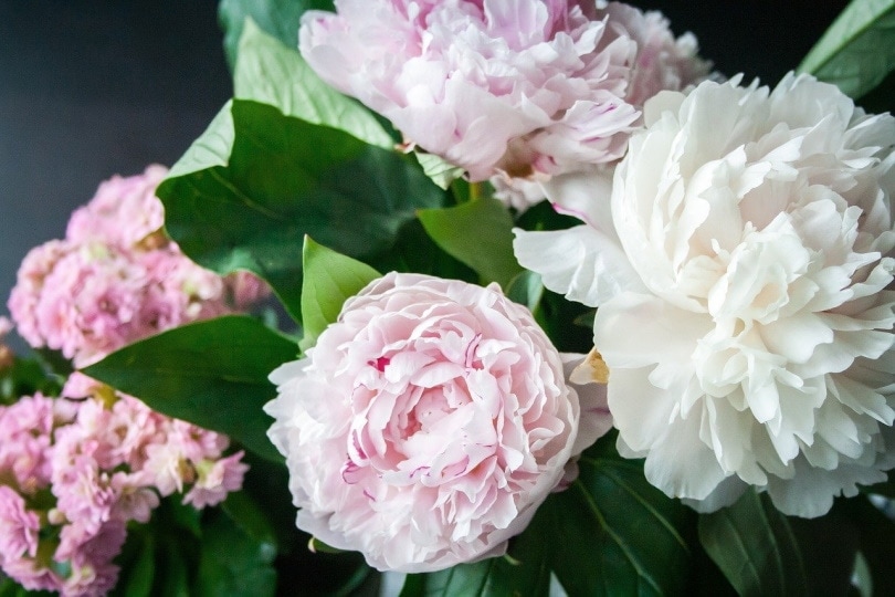 Pink peonies in the garden