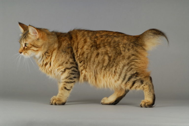 Can Bobcats Breed With Domestic Cats Facts Exotic Looking Breeds