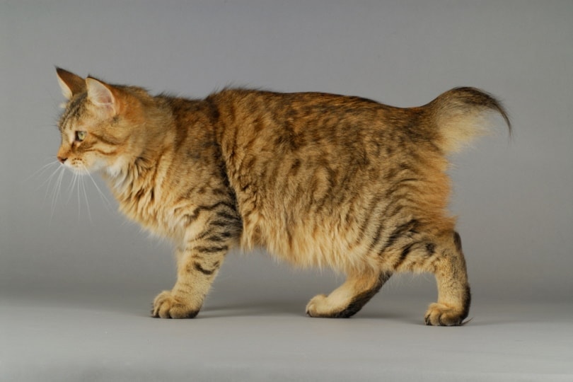 Domestic Cat Mixed With Bobcat