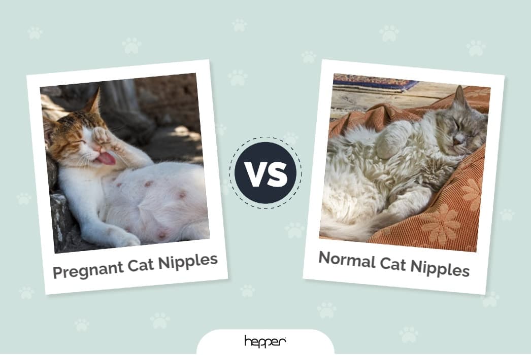 Pregnant Cat Nipples vs Normal Cat Nipples ft