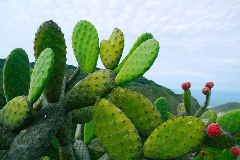 Prickly pear cactus in a field