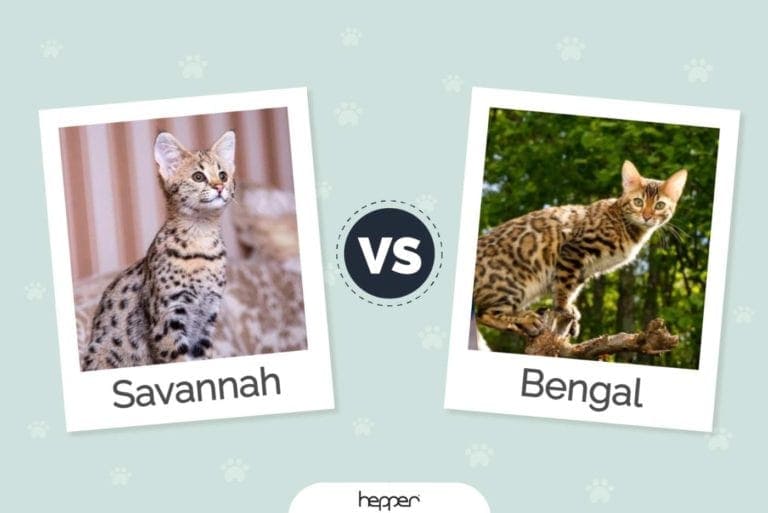 Savannah Cat vs Bengal Cat Visual Differences & Overview (with Pictures) Hepper Savannah Cat vs Bengal Cat Visual Differences & Overview (with Pictures) Hepper