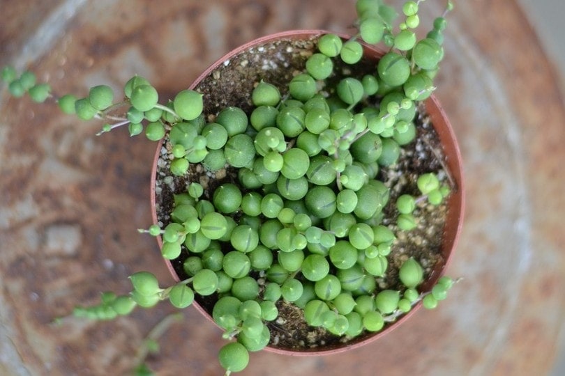 Senecio Rowleyanus (string of pearls)