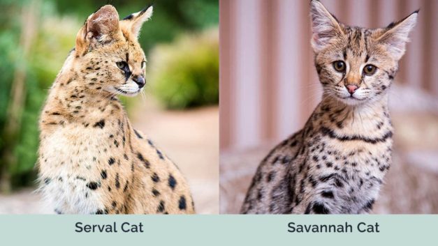 Serval Cat vs Savannah Cat: Visual Differences & Overview (with