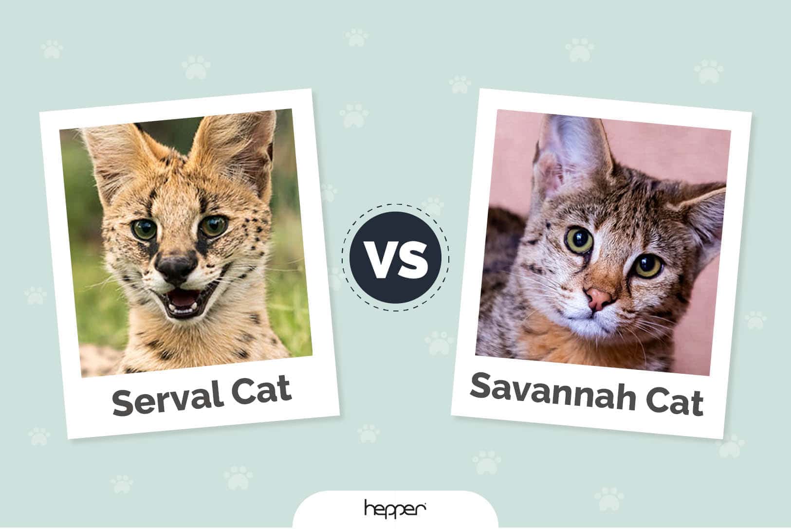 Serval Cat vs Savannah Cat Featured Image