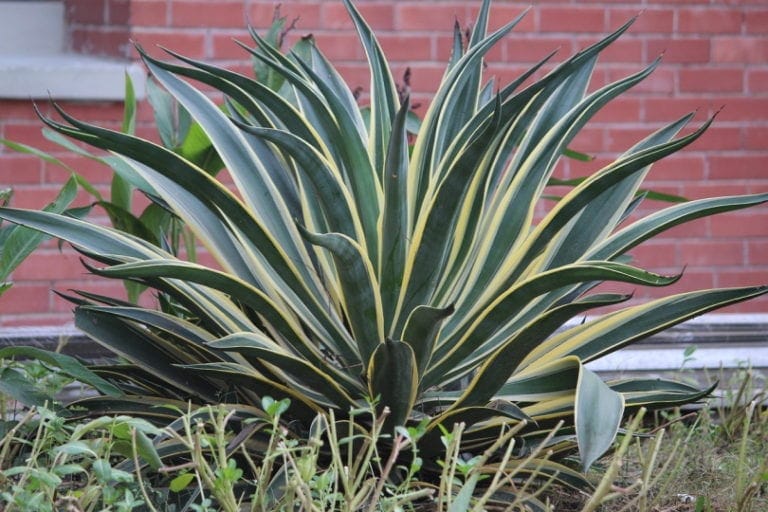 Are Snake Plants Toxic to Cats? Keeping Your Cat Safe Hepper