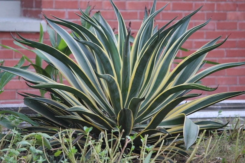 Snake plant growing near a wall