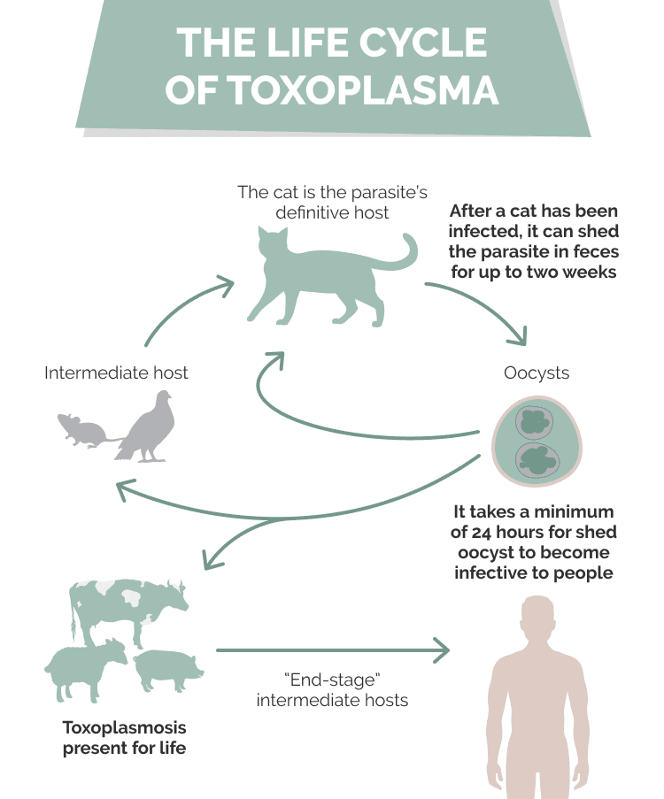 toxoplasmosis in cats