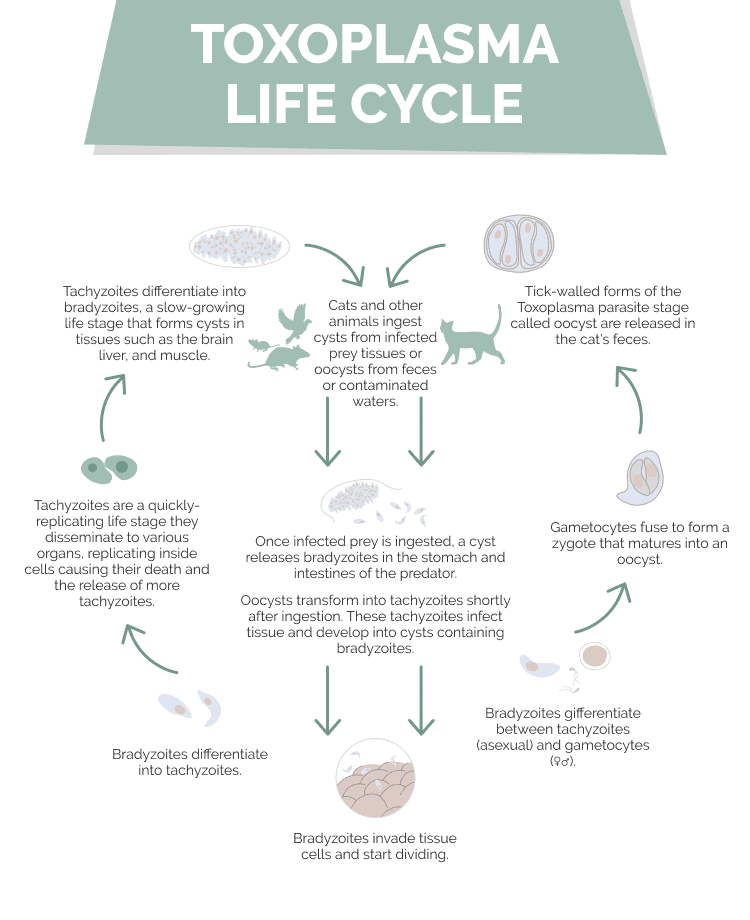 toxoplamsa life cycle