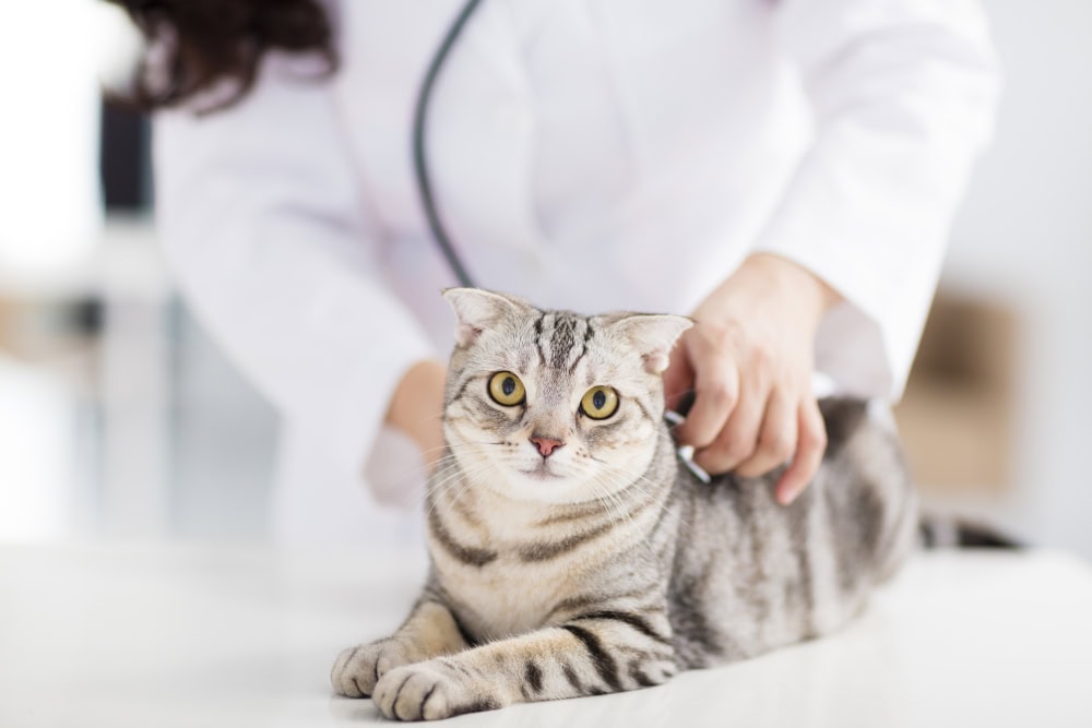 Veterinarian checking a cat