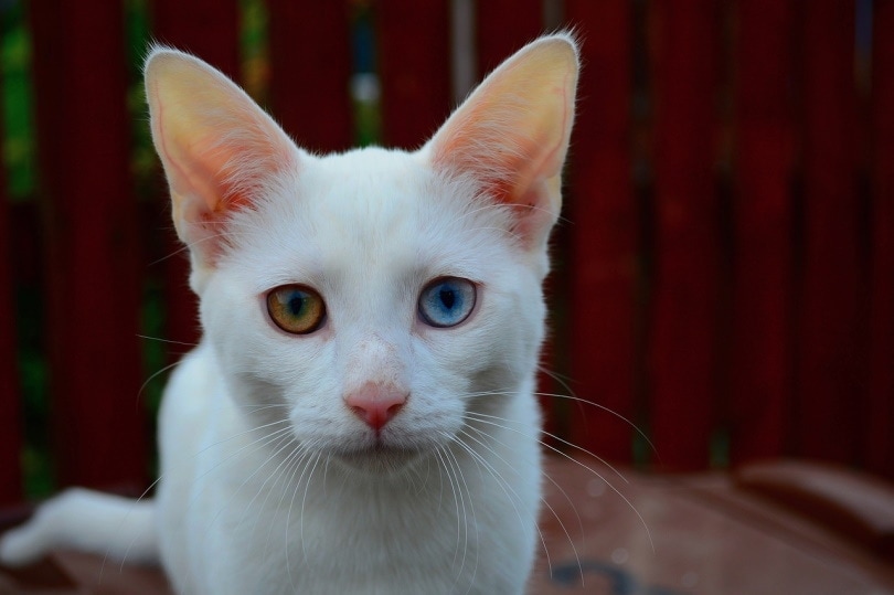 White cat with one blue and one yellow eye